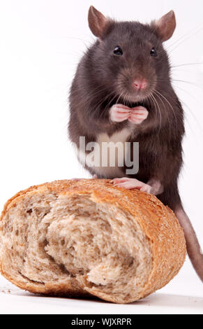 Rats very clever and artful rodents Stock Photo