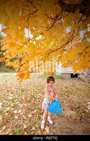 High Angle View Of Little Girl Collecting Leaves Under Tree During Autumn