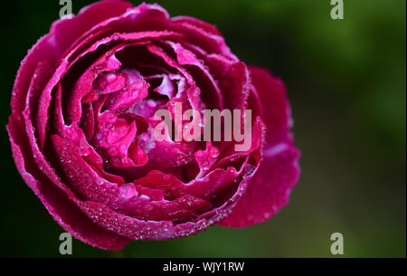 red rose with drops of water isolated as close-up against green background Stock Photo