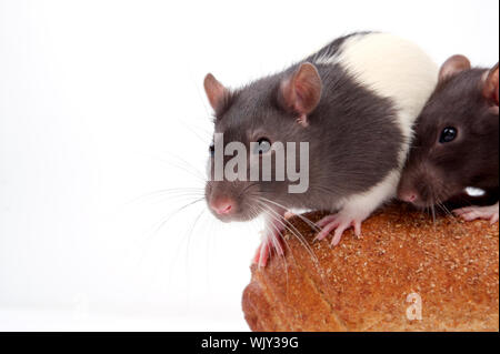 Rats very clever and artful rodents Stock Photo