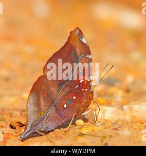 Butterfly (Autumn Leaf), Doleschallia bisaltide