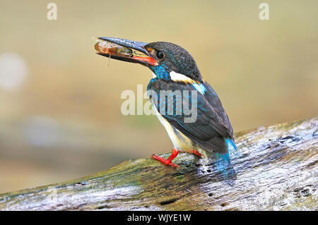 A male Blue-banded Kingfisher (Alcedo euryzona) is feeding his chicks with shrimp in mouth Stock Photo