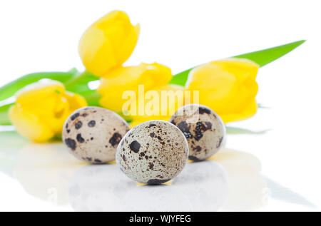 quail eggs with tulips, on a white background Stock Photo