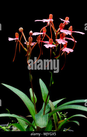 Ground orchid, Habenaria rhodocheila (pink form) Stock Photo