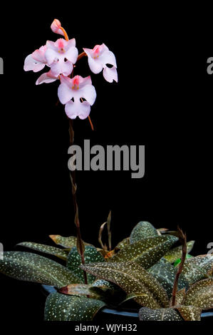 Ground orchid, Habenaria carnae Stock Photo