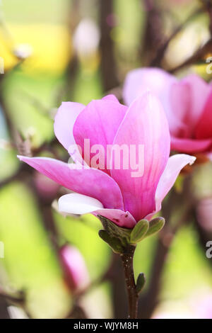 Japanese Magnolia tree blossom with extreme shallow DOF. Stock Photo