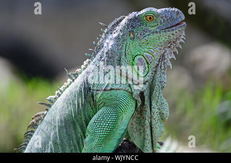 Female Green Iguana (Iguana iguana), head profile Stock Photo