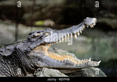 Face of Siamese Crocodile (Crocodylus siamensis) Stock Photo