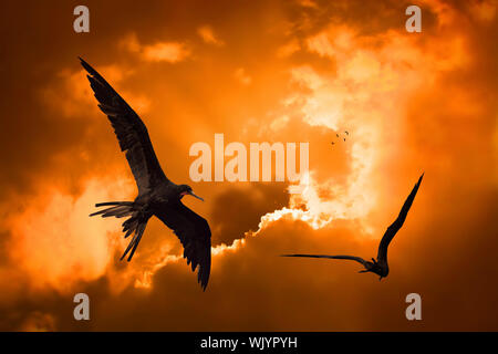 Birds flying in the sunset at Curacao Stock Photo
