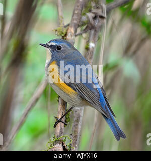 Stock photo of Red flanked bluetail {Tarsiger / Erithacus cyanurus