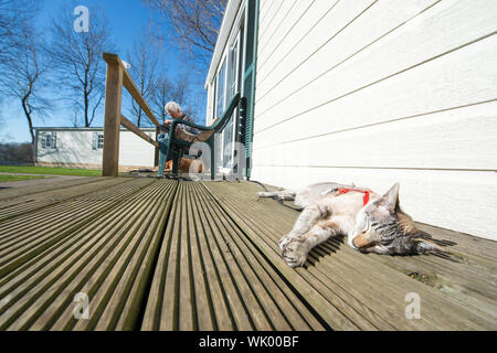 Cat laying in the sun on vacation at the camping Stock Photo