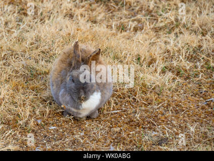 Brown and grey rabbit with a white spot sleeping on yellow winter grass image in horizontal format with copy space Stock Photo