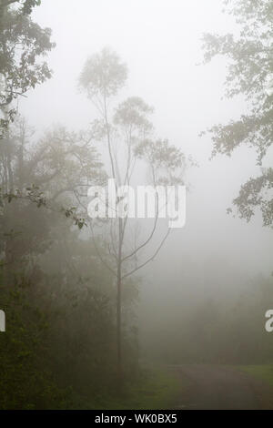 Roadside trees engulfed in thick fogs Stock Photo