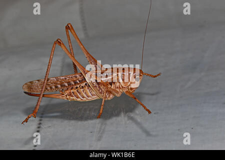 mediterranean wart-biter, wart-bites or white faced cricket Latin decticus albifrons or decticus verrucivorus on a glass window in summer in Italy Stock Photo