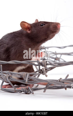 Rats very clever and artful rodents Stock Photo