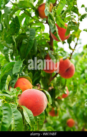 Ripe peaches ready to pick on tree branches Stock Photo