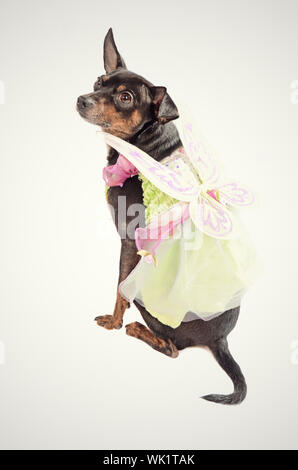 Chihuahua dog wearing a fairy costume and sitting ona clean background with a yellow-green hue Stock Photo