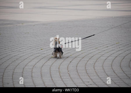 shaggy little dog on a leash is walking along the paving slabs. Stock Photo