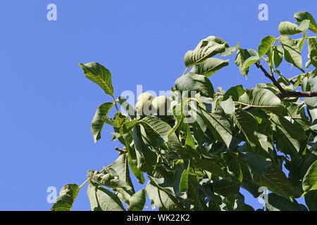 ripening green walnuts Latin juglans regia family juglandaceae similar to juglans nigra in summer in Italy often used to make a drink called nocino Stock Photo