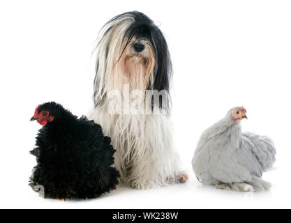 Tibetan terrier and chicken in front of white background Stock Photo