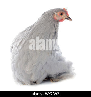 Pekin chicken in front of white background Stock Photo