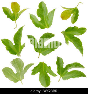 Set of green passion fruit leaves  isolated on white background Stock Photo