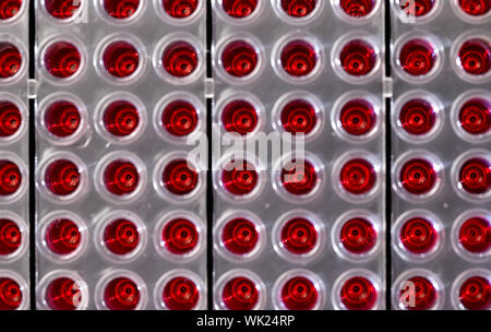 96 well plates on lab table with red liquid samples Stock Photo