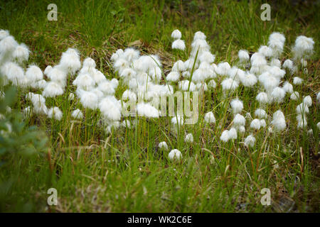 Marsh plant - cotton grass close-up during the fruiting Stock Photo