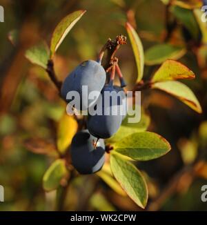Bog Bilberry or Northern Bilberry. Green background. Vaccinium uliginosum Stock Photo