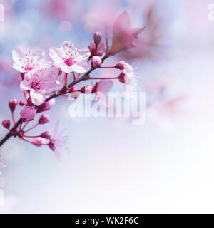 Fresh cherry flowers border Stock Photo