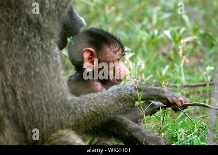 Olive baboons (Papio anubis) in Lake Manyara National Park, Tanzania