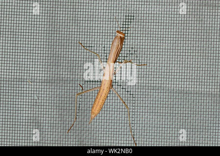 brown European praying mantis or mantid Latin mantis religiosa state symbol of Connecticut very close up on a screen door in summer in Italy Stock Photo