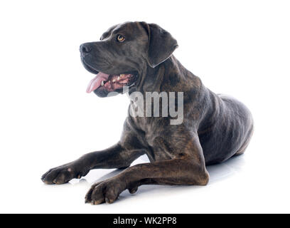 italian mastiff in front of white background Stock Photo