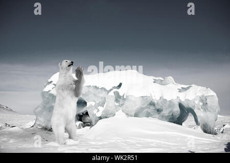 A polar bear in a wild natural setting, Svalbard, Norway Stock Photo