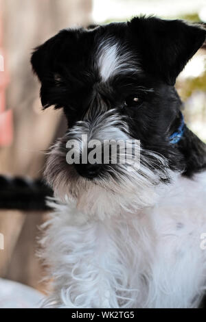 Parti-colored Mini Schnauzer. Extreme shallow depth of field with selective focus on puppies face. Stock Photo