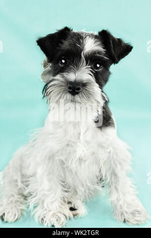 Twelve week old parti-colored Mini Schnauzer against a blue background. Extreme shallow depth of field with selective focus on puppies eyes. Stock Photo