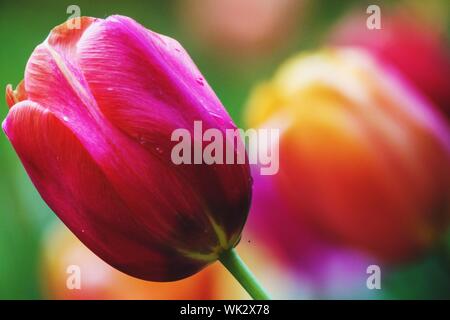 Close-up Of Pink Tulip Blooming Outdoors