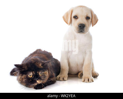 exotic shorthair cat and puppy labrador retriever in front of white background Stock Photo