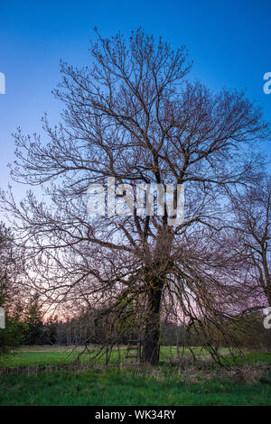 Wandern im Wenger Moor zum Wallersee, Salzburg Stock Photo