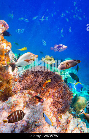 Reef with a variety of hard and soft corals and tropical fish. Stock Photo