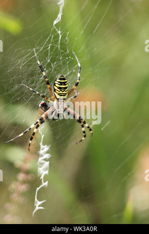 A non-native Wasp Spider, Argiope bruennichi, eating a fly that has got caught in its web in the wild in the UK. Stock Photo