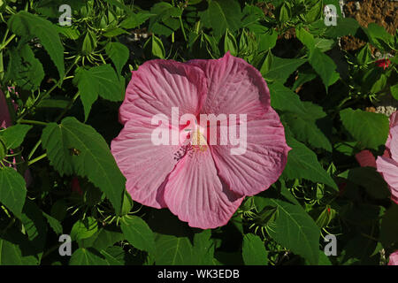 hardy hibiscus moscheutos with a dinner plate sized flower in Italy also called a swamp hibiscus, rose mallow, crimsoneyed rosemallow Stock Photo