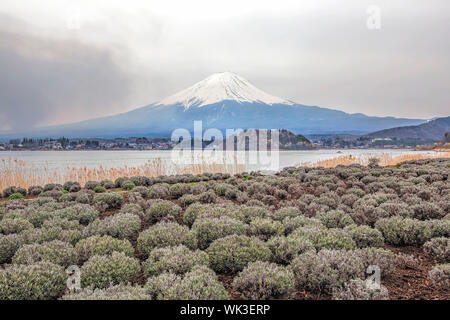 Mt Fuji in the spring seen from lake Kawaguchi Stock Photo