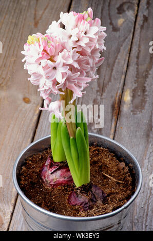 Two Pink Hyacinths in Tin Bucket closeup on Rustic Wooden background Stock Photo