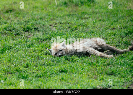 Young hyena resting in grass Stock Photo