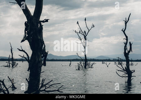 Gloomy trees in the flooded lake covered with birds - horizontal Stock Photo