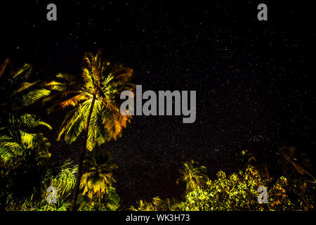 Fresh green palm leaves border on black starry night background, wonderful beauty of exotic nature, tropical vacation concept Stock Photo