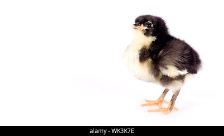 An Australian Baby Chicken Stands Alone Just a Few Days Old Stock Photo