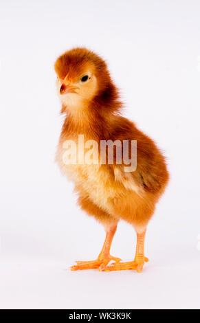 A Rhode Island Red Baby Chicken Stands Alone Just a Few Days Old Stock Photo