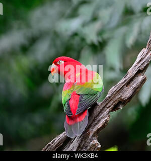 Beautiful red parrot, Chattering Lory (Lorius garrulus), standing on the log, back profile Stock Photo